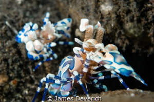 Pair of harlequin shrimp in Bali. by James Deverich 